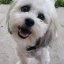Teddy The Blind Dog